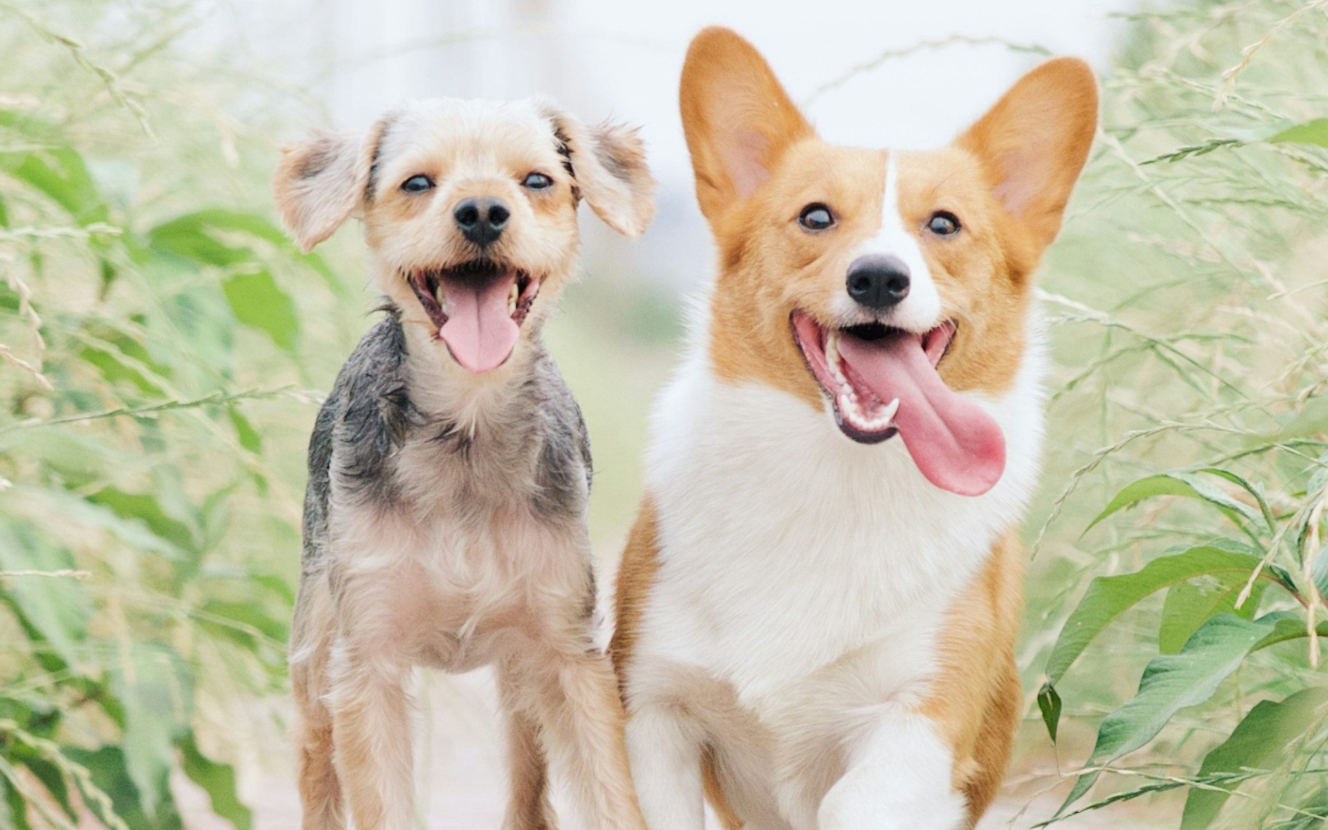 Verhaltenstherapie für Hunde in Usingen bei Aggressivität gegenüber Fremden