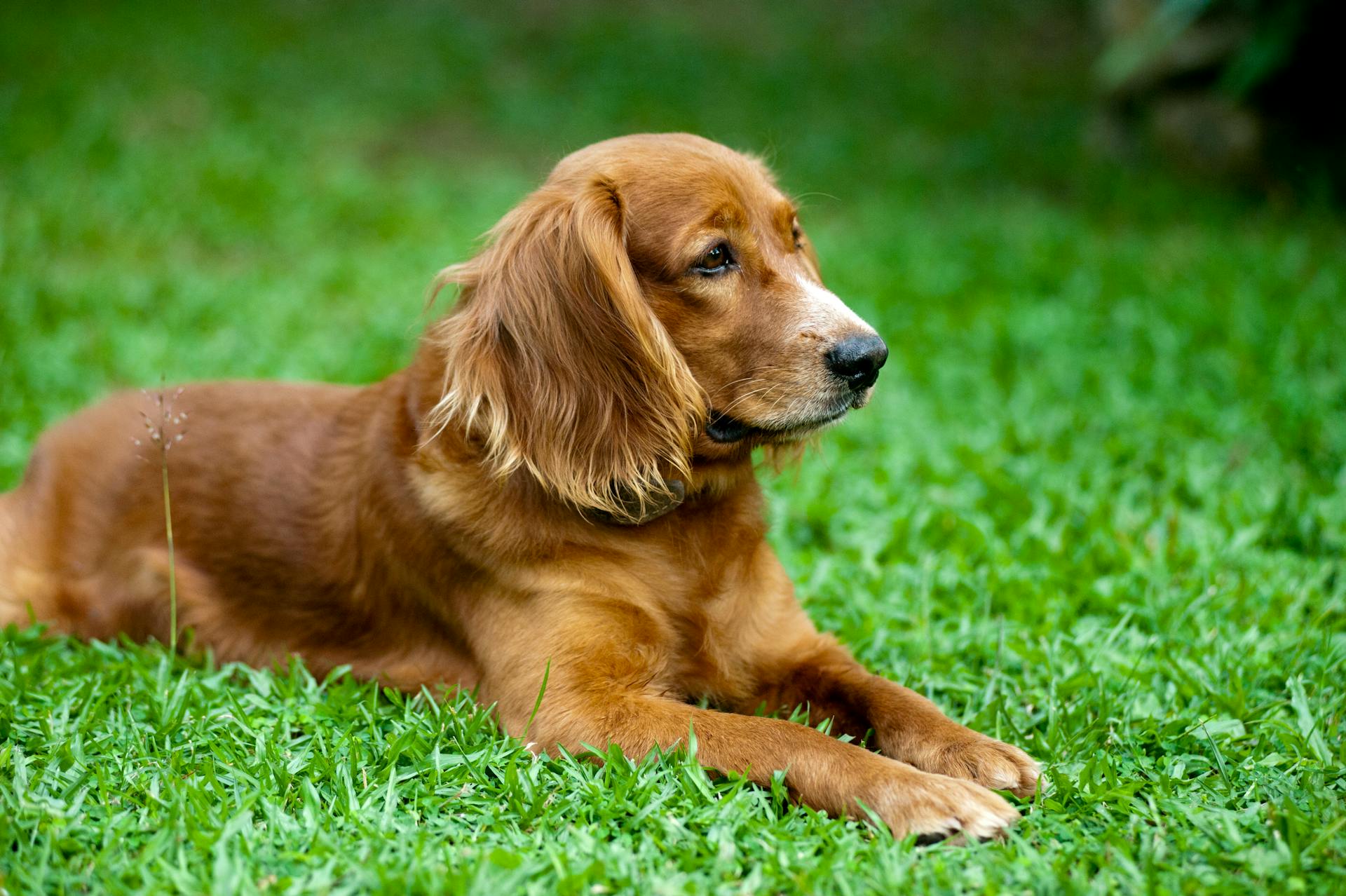 Terminbuchung in der Hundeschule in Usingen mit Hundetraining für berufstätige Hundebesitzer